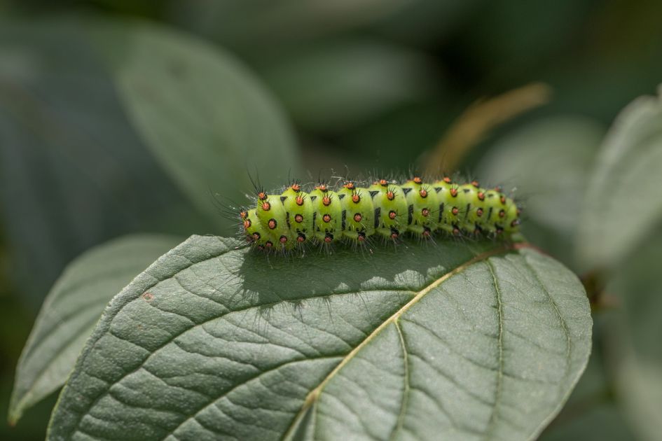 een voor mij onbekende rups